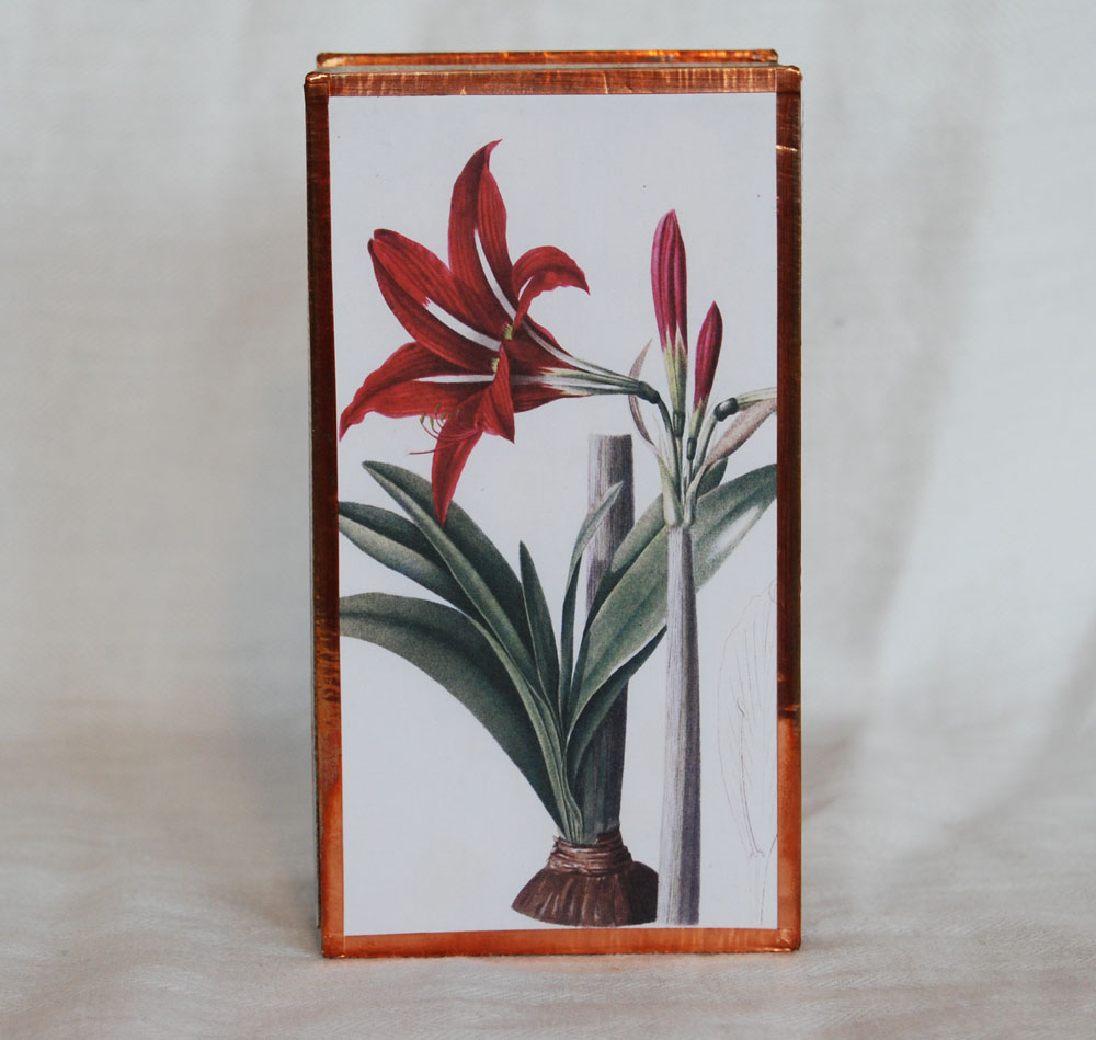amaryllis 3